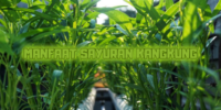 Manfaat Sayuran Kangkung